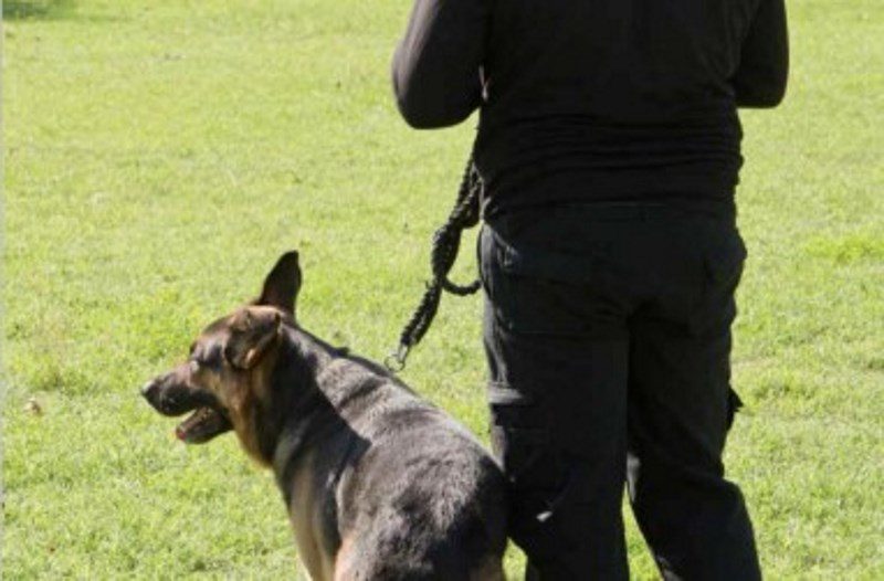 Dog Handler Guarding Service Company Security officer with dog link to service
